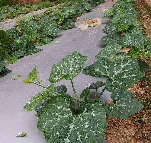 菜農(nóng)種植無需噴農(nóng)藥的蔬菜，不僅栽培簡單、而且效益高