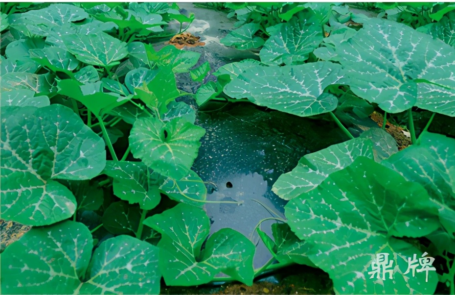 種這種綠葉菜，栽培輕松，畝產(chǎn)值過(guò)萬(wàn)元，菜農(nóng)表示很劃算