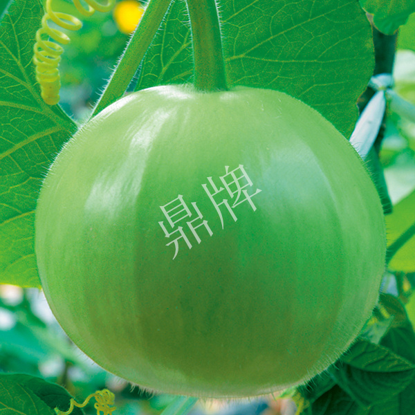 瓠瓜種子圓滿(mǎn)1號(hào)