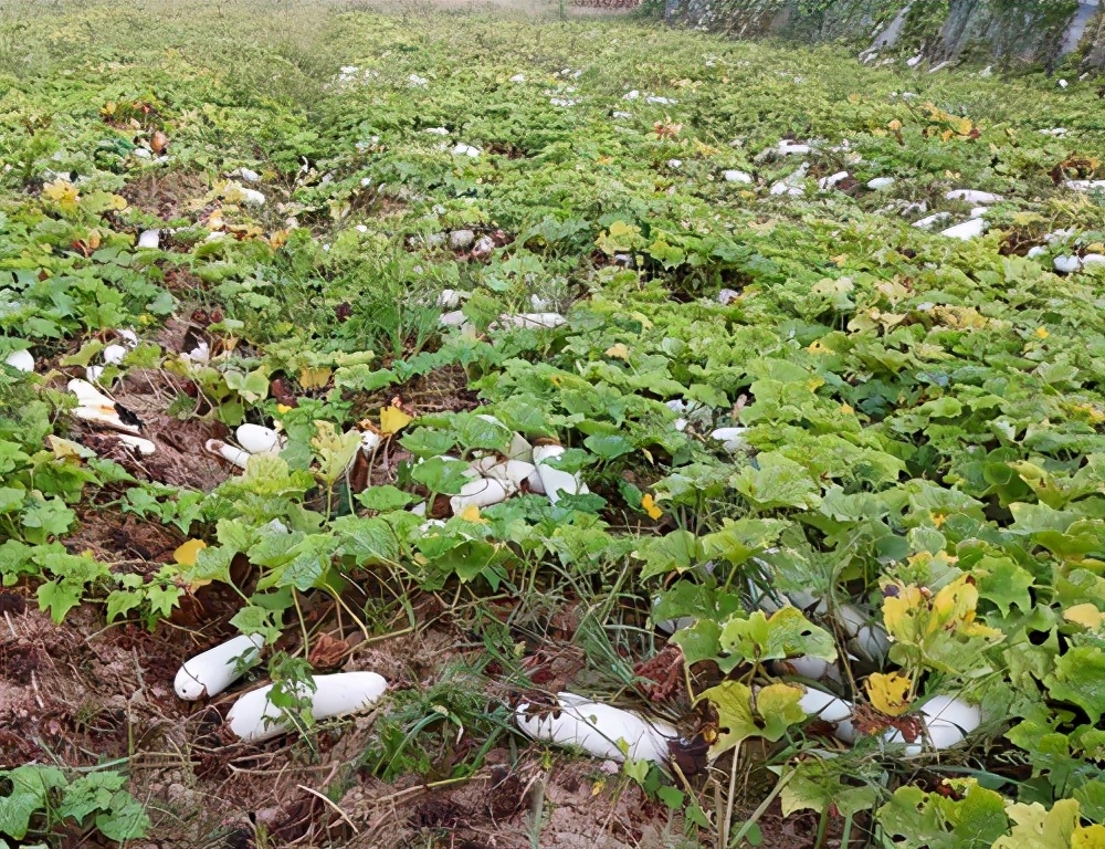 這個品種太優(yōu)秀了！耐儲耐運，適合大面積種植，菜農(nóng)瓜販都喜歡