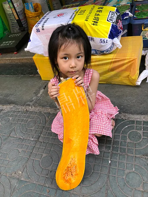 四川農(nóng)戶今年種“健美蜜本”南瓜產(chǎn)量高，品質(zhì)好，感覺巴適得很