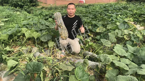 四川農(nóng)戶今年種“健美蜜本”南瓜產(chǎn)量高，品質(zhì)好，感覺巴適得很