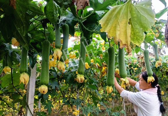 蔬菜種子種植戶客戶點評-8月，持續(xù)高溫下，這種絲瓜少見，少見！