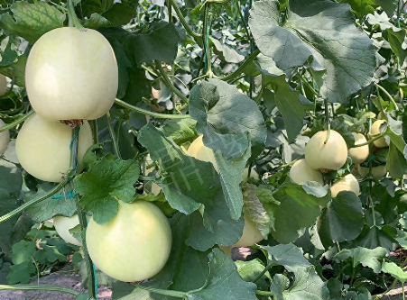 蔬菜種子種植戶客戶點評-“玉奶香2號”甜瓜，真的有那么好嗎？