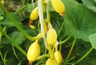 蔬菜種子種植戶客戶點評-一個特色品種種植戶的反饋，帶給大家的思考