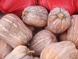 蔬菜種子種植戶客戶點評-今年，這個南瓜品種刷新了我的認知！您遇到過這種情況嗎？