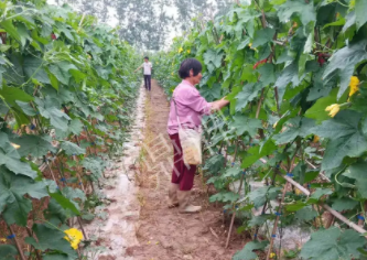 蔬菜種子種植戶客戶點評-85歲老奶奶，還是種植基地的領(lǐng)頭人，做的怎么樣？一起去看看…